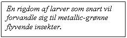 Tekstboks: En rigdom af larver som snart vil forvandle sig til metallic-grnne flyvende insekter.

