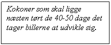 Tekstboks: Kokoner som skal ligge nsten trt de 40-50 dage det tager billerne at udvikle sig. 


